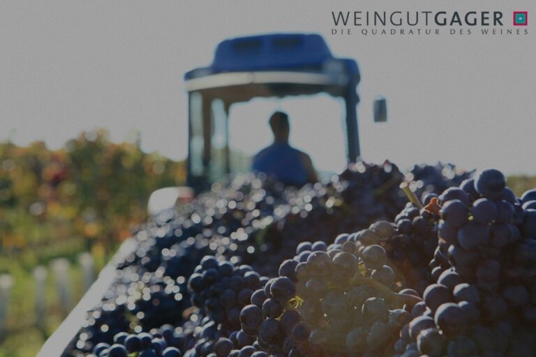 Weinlese beim Weingut Gager in Deutschkreutz